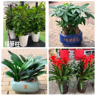 酒泉市肃州区金塔瓜州肃北县花卉店同城配送开业绿植发财树幸福树