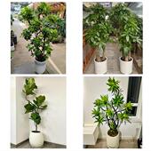 开业乔迁绿植发财树绿萝北京市北下关北太平庄学院路同城花店配送