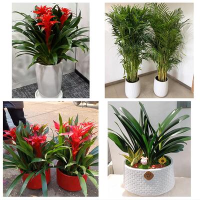 开业乔迁绿植发财树绿萝景德镇昌江珠山区浮梁乐平市同城花店配送