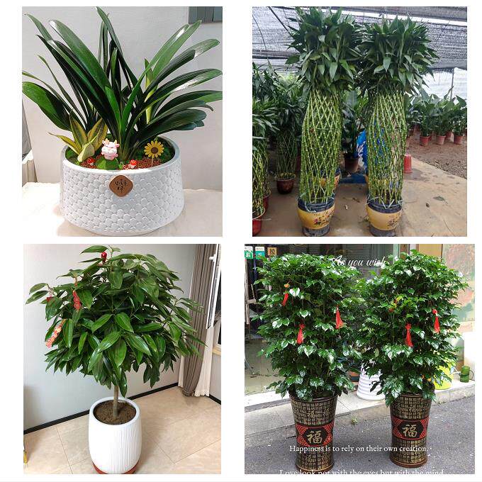 开业乔迁绿植发财树绿萝永州市宁远县蓝山新田江华县同城花店配送