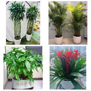 送马鞍山市当涂县含山县和县同城绿植花店公司开业送发财树金钱树