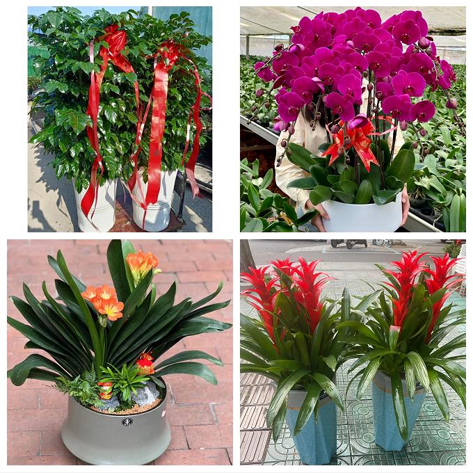 江西新余市渝水区分宜县附近同城花店送发财树绿萝柱开业绿植盆栽