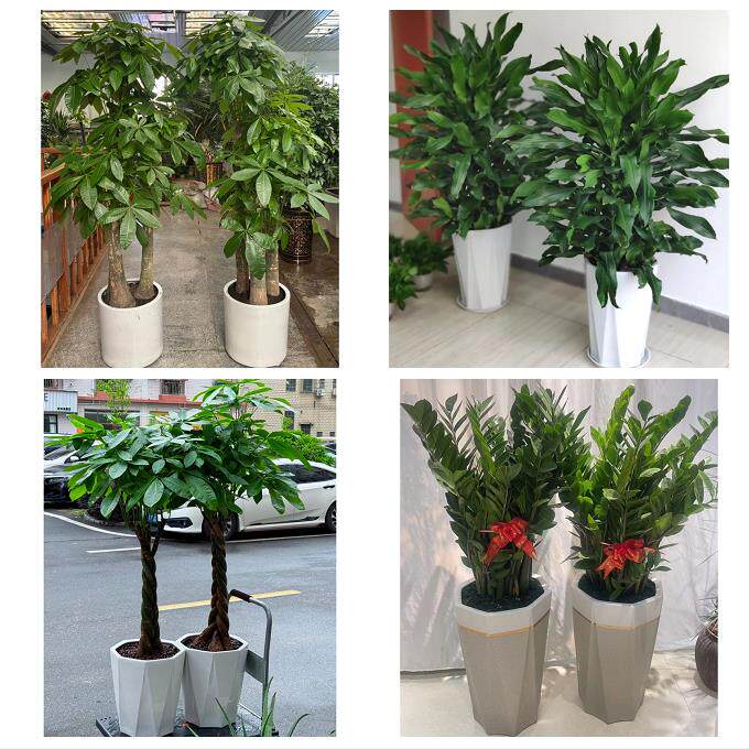 开业乔迁绿植发财树绿萝宁夏省吴忠市同心县青铜峡市同城花店配送