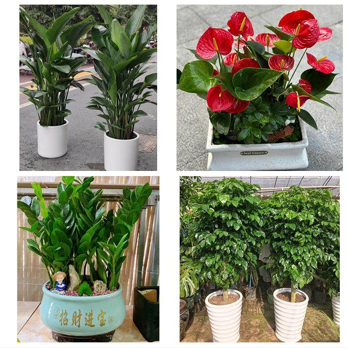 送漳州市芗城区龙文区云霄县同城花店送开业乔迁绿植发财树幸福树