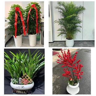 广州市荔湾越秀海珠区天河区同城绿植店送发财树幸福树开业入新居