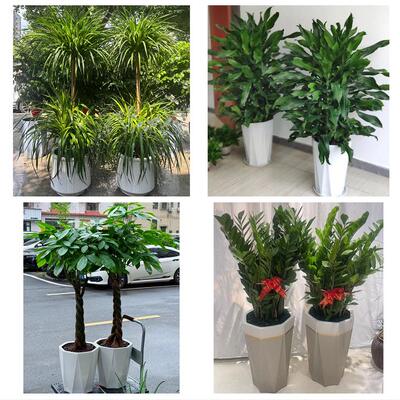 开业乔迁绿植发财树绿萝运城市平陆芮城县永济河津市同城花店配送