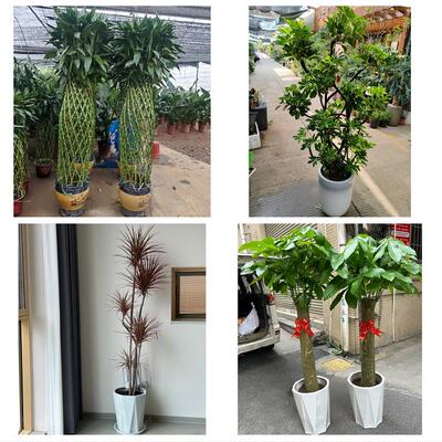 开业乔迁绿植发财树绿萝上海市宝山区友谊路吴淞张庙同城花店配送