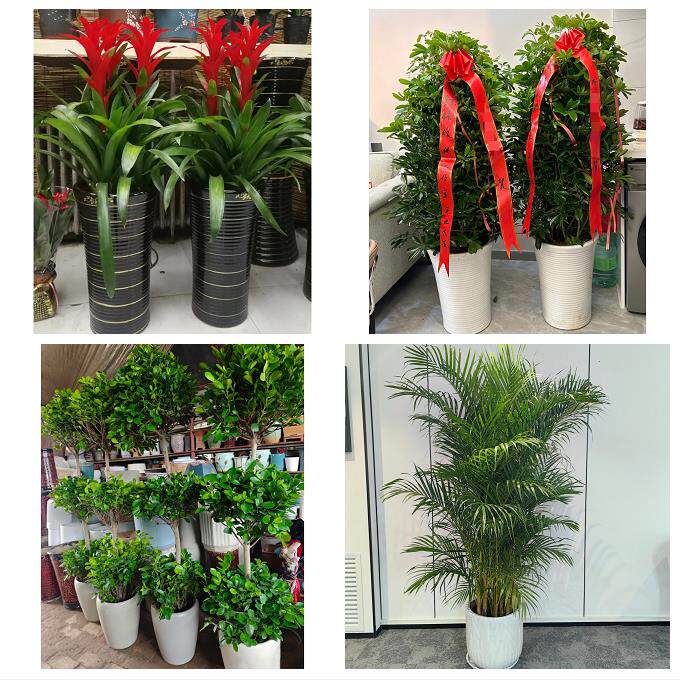 北京石景山区八宝山老山八角同城绿植店送发财树幸福树开业入新居