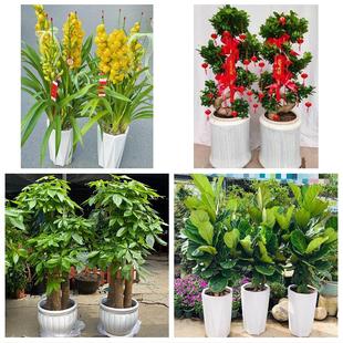 金华市婺城金东区武义浦江县同城绿植店送发财树幸福树开业入新居