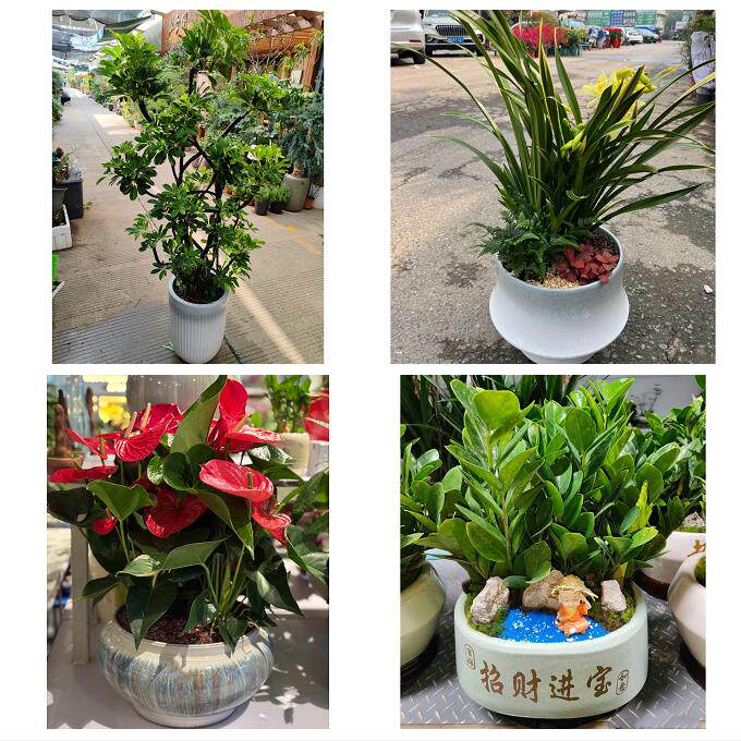 开业乔迁绿植发财树绿萝北京市丰台区东铁匠营卢沟桥同城花店配送