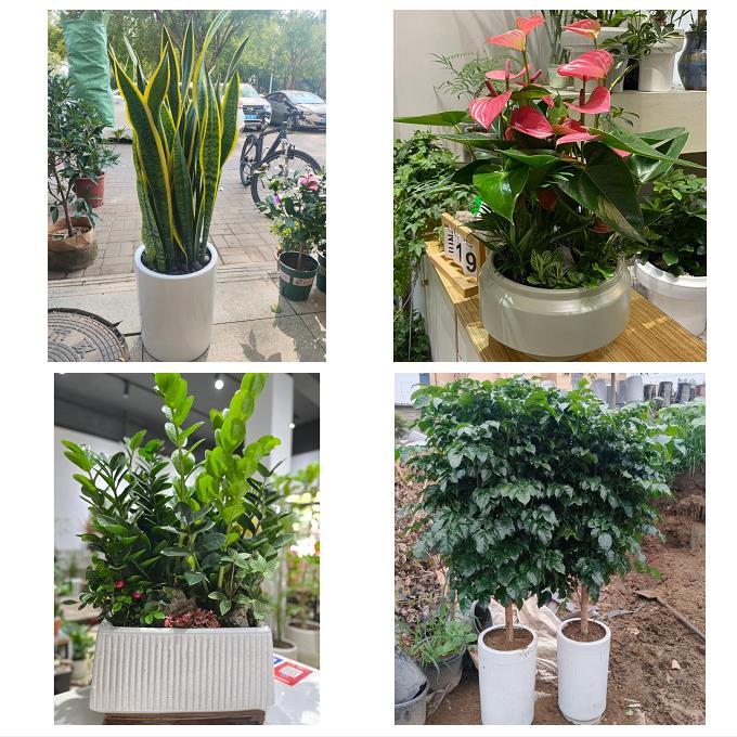 福建漳州南靖平和华安县龙海市花店同城送发财树公司开业乔迁绿植