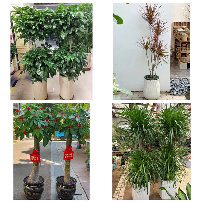 送吉林省白城市洮南市大安市同城花卉绿植店朋友开业送平安发财树