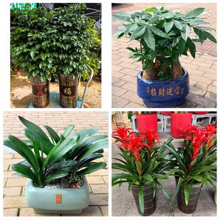 衡阳市南岳区衡阳衡南衡山县花卉店同城配送开业绿植发财树幸福树