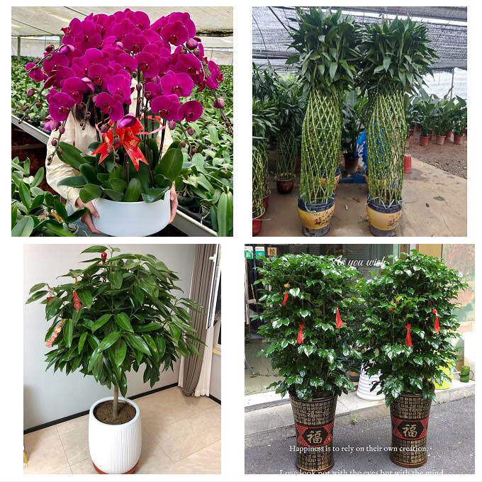 开业乔迁绿植发财树绿萝北京朝阳三里屯左家庄香河园同城花店配送