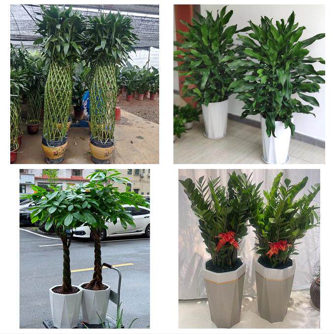 开业乔迁绿植发财树绿萝上海市松江区车墩新桥洞泾镇同城花店配送