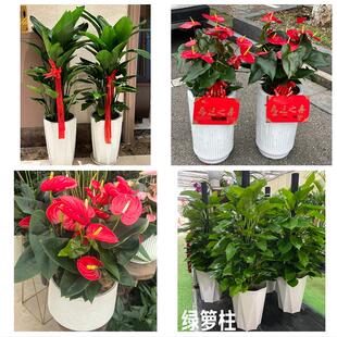 上饶市铅山横峰县弋阳余干县花卉店同城配送开业绿植发财树幸福树