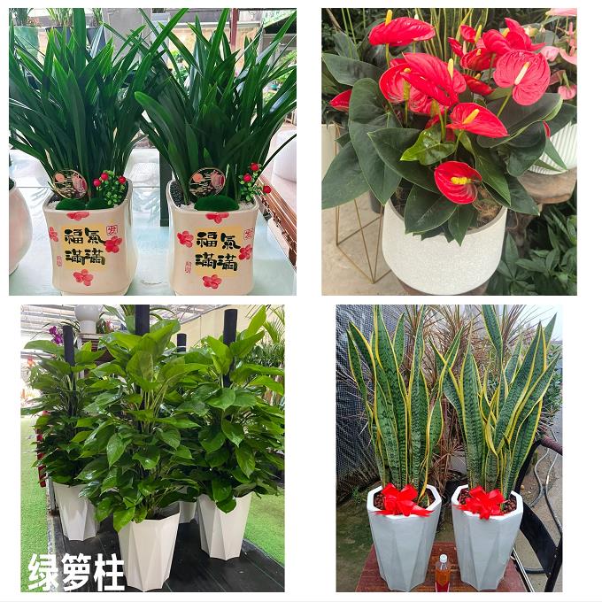 送晋中市平遥县灵石县介休市花卉店同城配送开业绿植发财树幸福树