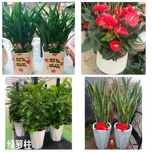 送晋中市平遥县灵石县介休市花卉店同城配送开业绿植发财树幸福树