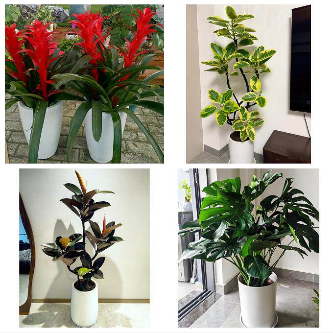 兰州市红古区永登皋兰榆中县同城绿植花店公司开业送发财树金钱树 - 实物图