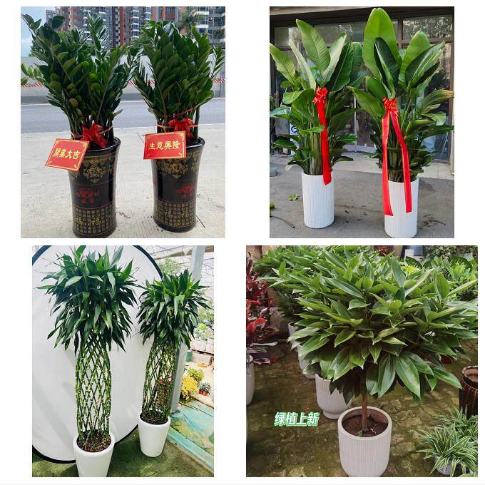 雅安市雨城名山区荥经汉源县同城绿植花店公司开业送发财树金钱树
