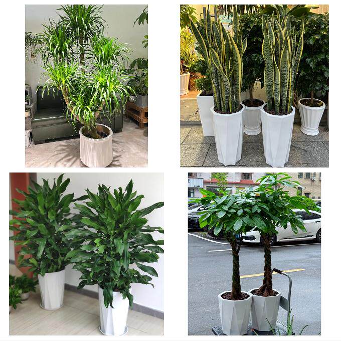 开业乔迁绿植发财树绿萝郑州上街惠济区中牟县巩义市同城花店配送