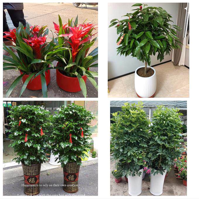 开业乔迁绿植发财树绿萝送黄冈市英山县浠水县蕲春县同城花店配送