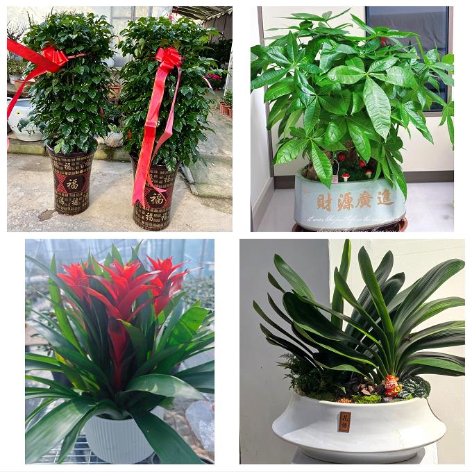 送武汉市武昌区青山区洪山区同城绿植花店公司开业送发财树金钱树