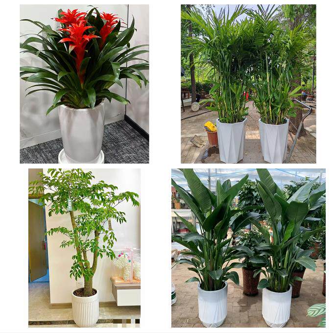 开业乔迁绿植发财树绿萝南通市如东启东如皋市海门市同城花店配送