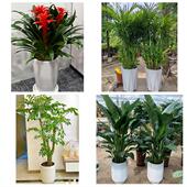 开业乔迁绿植发财树绿萝南通市如东启东如皋市海门市同城花店配送