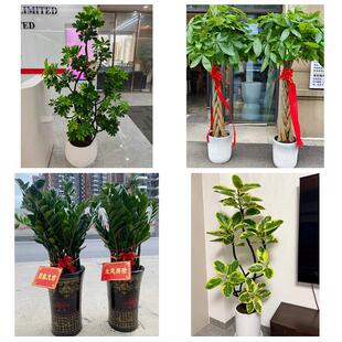 送许昌市魏都区许昌县鄢陵县同城绿植花店公司开业送发财树金钱树