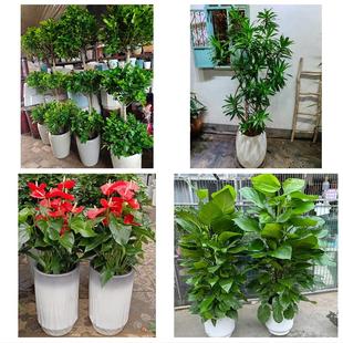 阳江阳东江城区阳西县阳春市同城绿植店送发财树幸福树开业入新居