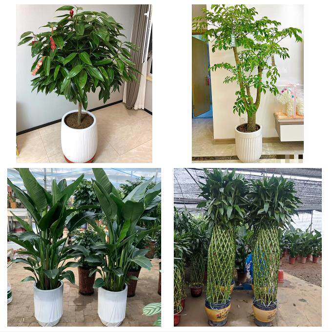 开业乔迁绿植发财树绿萝上海市奉贤区柘林海湾镇海港同城花店配送