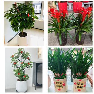 荆门东宝掇刀区京山沙洋钟祥花卉店同城配送开业绿植发财树幸福树
