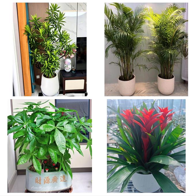 淄博市周村区桓台高青沂源县同城绿植花店公司开业送发财树金钱树