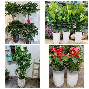 送鸡西市鸡东县虎林市密山市同城绿植店送发财树幸福树开业入新居