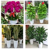 开业乔迁绿植发财树绿萝齐齐哈尔富裕克山拜泉讷河市同城花店配送