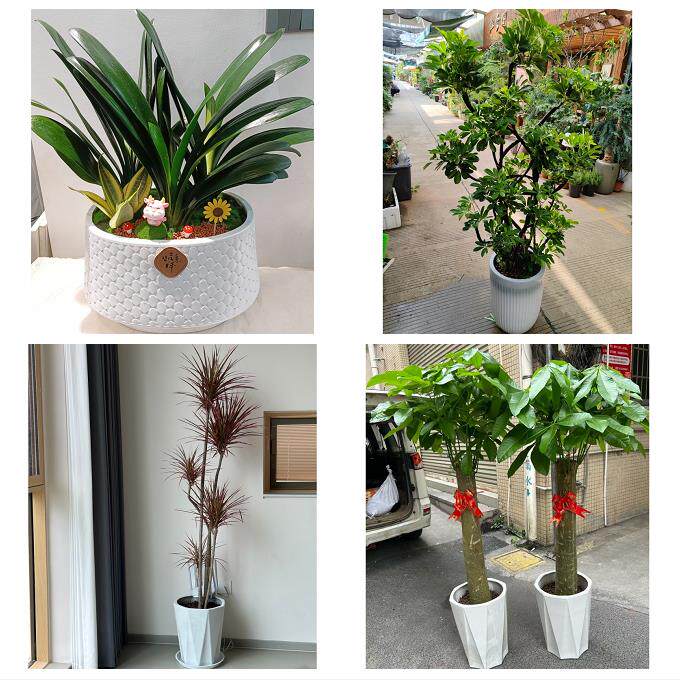 开业乔迁绿植发财树绿萝送岳阳市平江县汨罗市临湘市同城花店配送