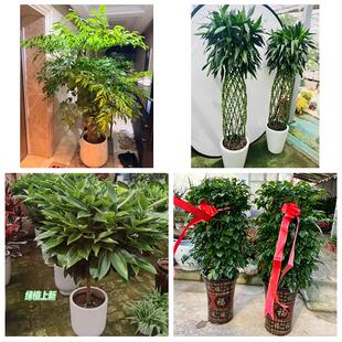 送大兴安岭加格达奇区塔河县同城绿植花店公司开业送发财树金钱树
