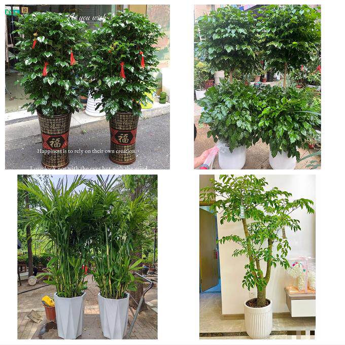 开业乔迁绿植发财树绿萝温州市鹿城龙湾区瓯海洞头区同城花店配送