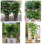 开业乔迁绿植发财树绿萝温州市鹿城龙湾区瓯海洞头区同城花店配送