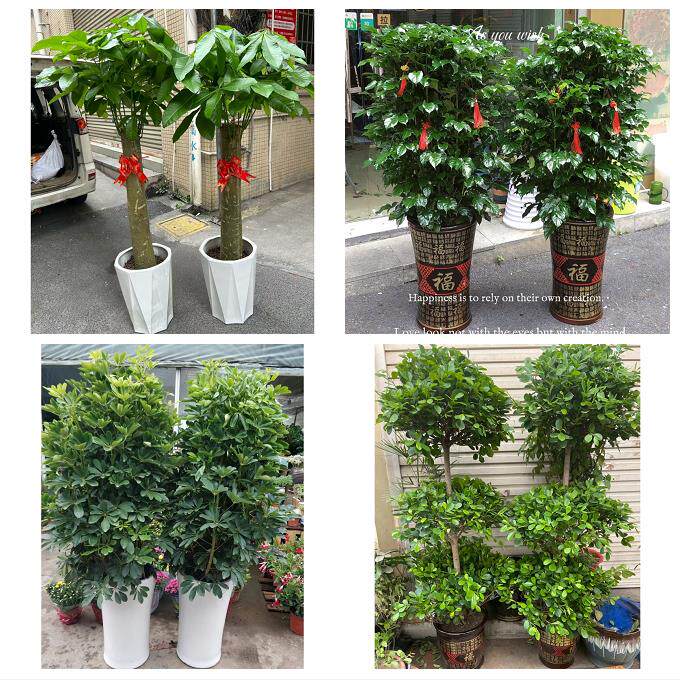 开业乔迁绿植发财树绿萝唐山市丰南丰润区滦县滦南县同城花店配送