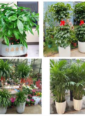 成都市新津县简阳市都江堰市同城绿植花店公司开业送发财树金钱树