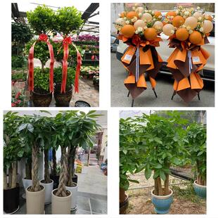 永州市零陵区冷水滩区祁阳县同城花店订鲜花大麦开业花篮店铺开张