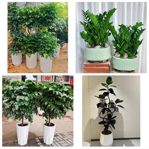 送衢州市开化县龙游县江山市绿植店同城配送公司开业发财树绿萝柱