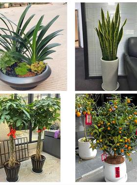 上海市静安区南京西路静安寺同城花店送开业乔迁绿植发财树幸福树