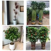 开业乔迁绿植发财树绿萝北京大兴西红门观音寺天宫院同城花店配送