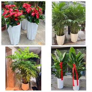 临沂市郯城沂水县兰陵县费县同城绿植花店公司开业送发财树金钱树
