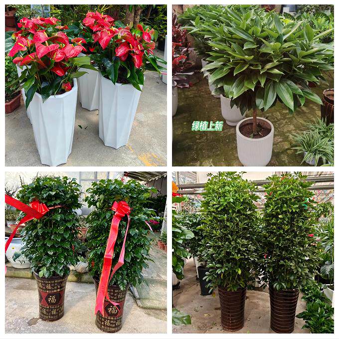 郑州市中原区二七管城金水区同城绿植花店公司开业送发财树金钱树
