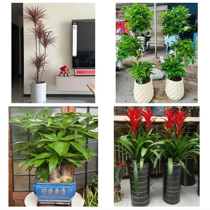 唐山市乐亭迁西玉田县唐海县同城绿植店送发财树幸福树开业入新居