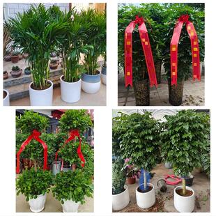 送徐州市鼓楼区云龙区贾汪区花卉店同城配送开业绿植发财树幸福树
